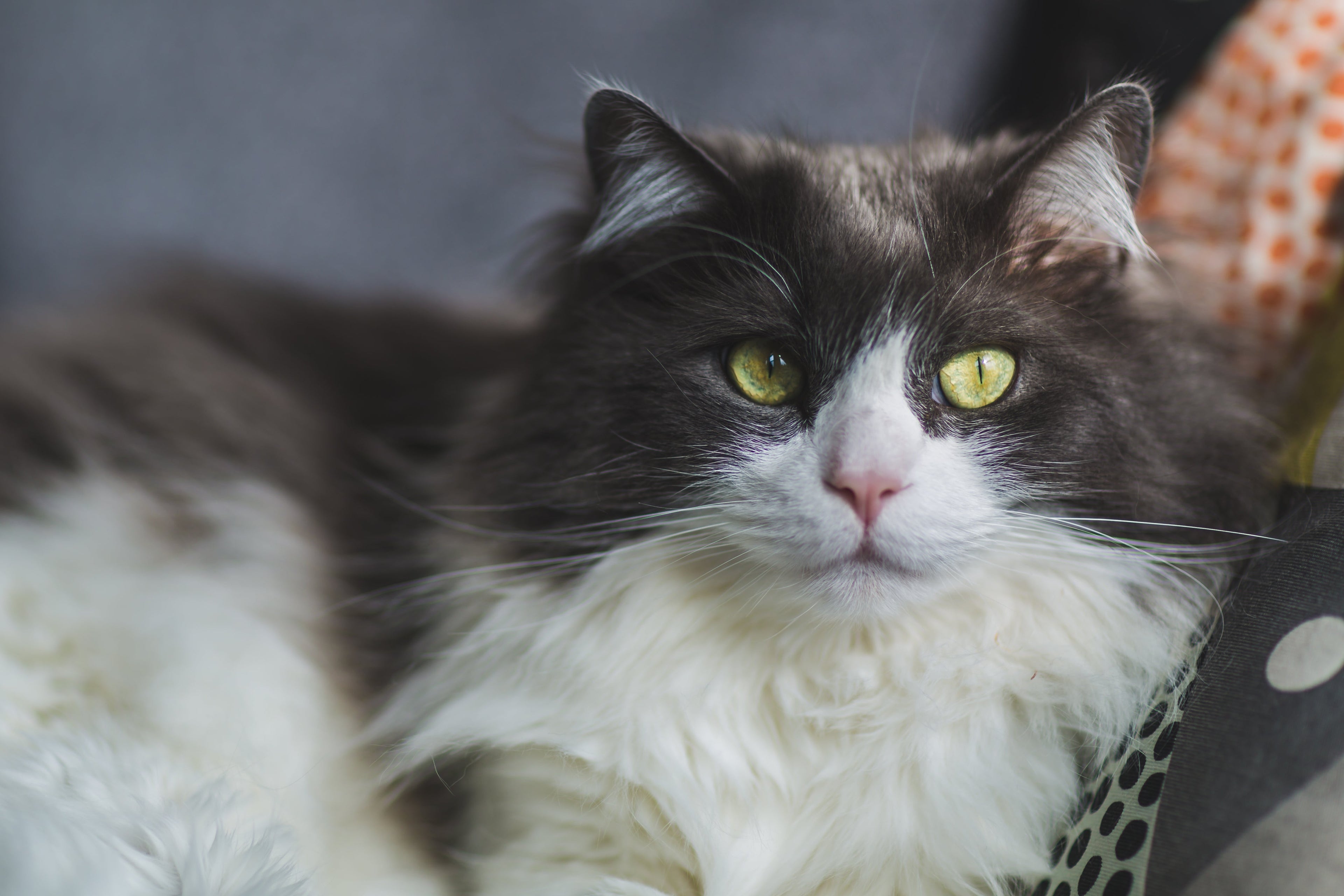 For Cats