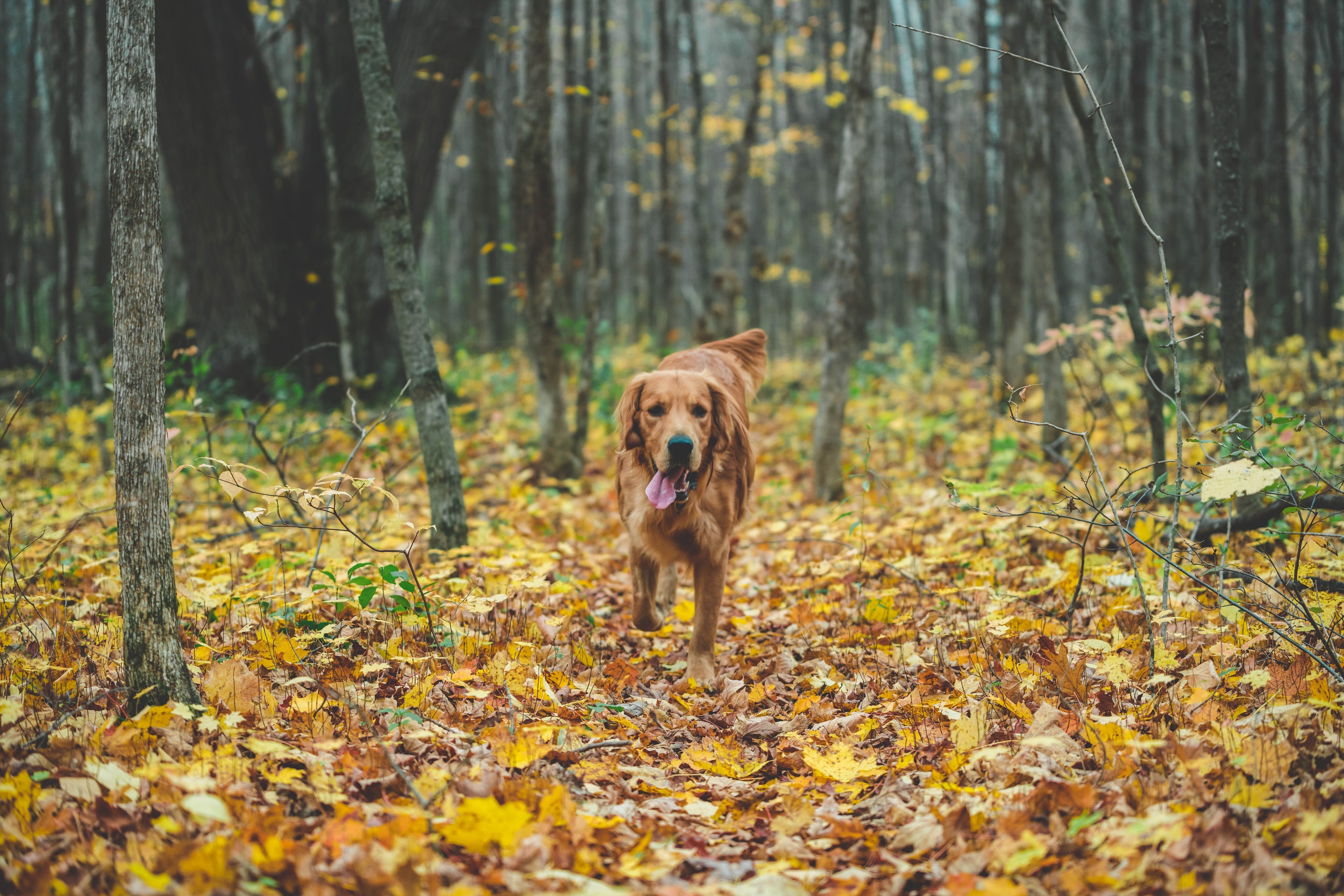 For Dogs